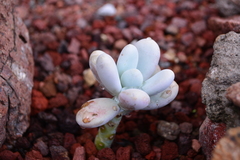 Pachyphytum oviferum