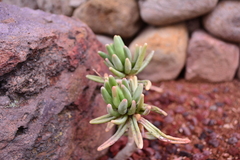 Pachyphytum brevifolium