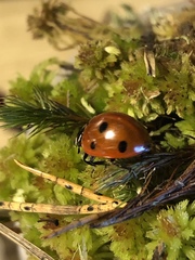 Coccinella septempunctata