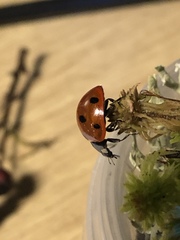 Coccinella septempunctata