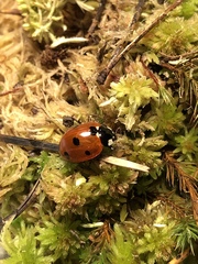 Coccinella septempunctata
