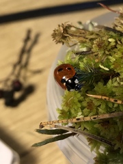 Coccinella septempunctata