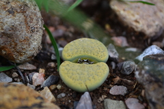Lithops lesliei