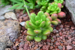 Pachysedum