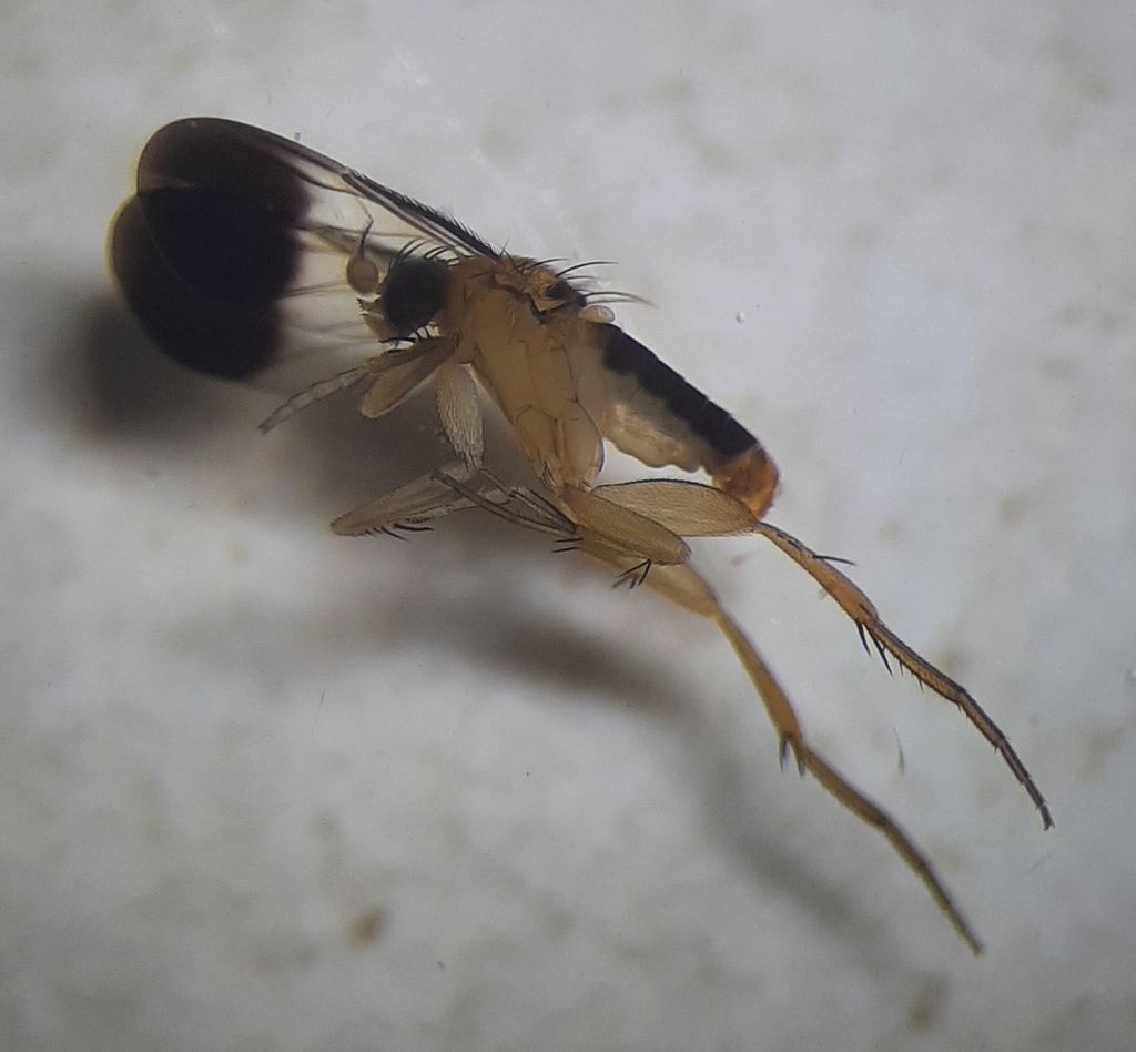 Coniceromyia franciscana