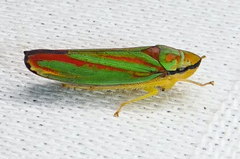 Graphocephala