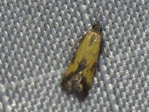 Triclonella bicoloripennis