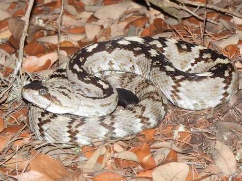Eastern Black-tailed Rattlesnake (Crotalus ornatus), a species recorded in New Mexico