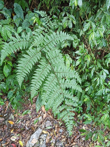 Cornopteris banajaoensis iNat (1)