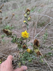 Berberis Hazardia (Hazardia berberidis)