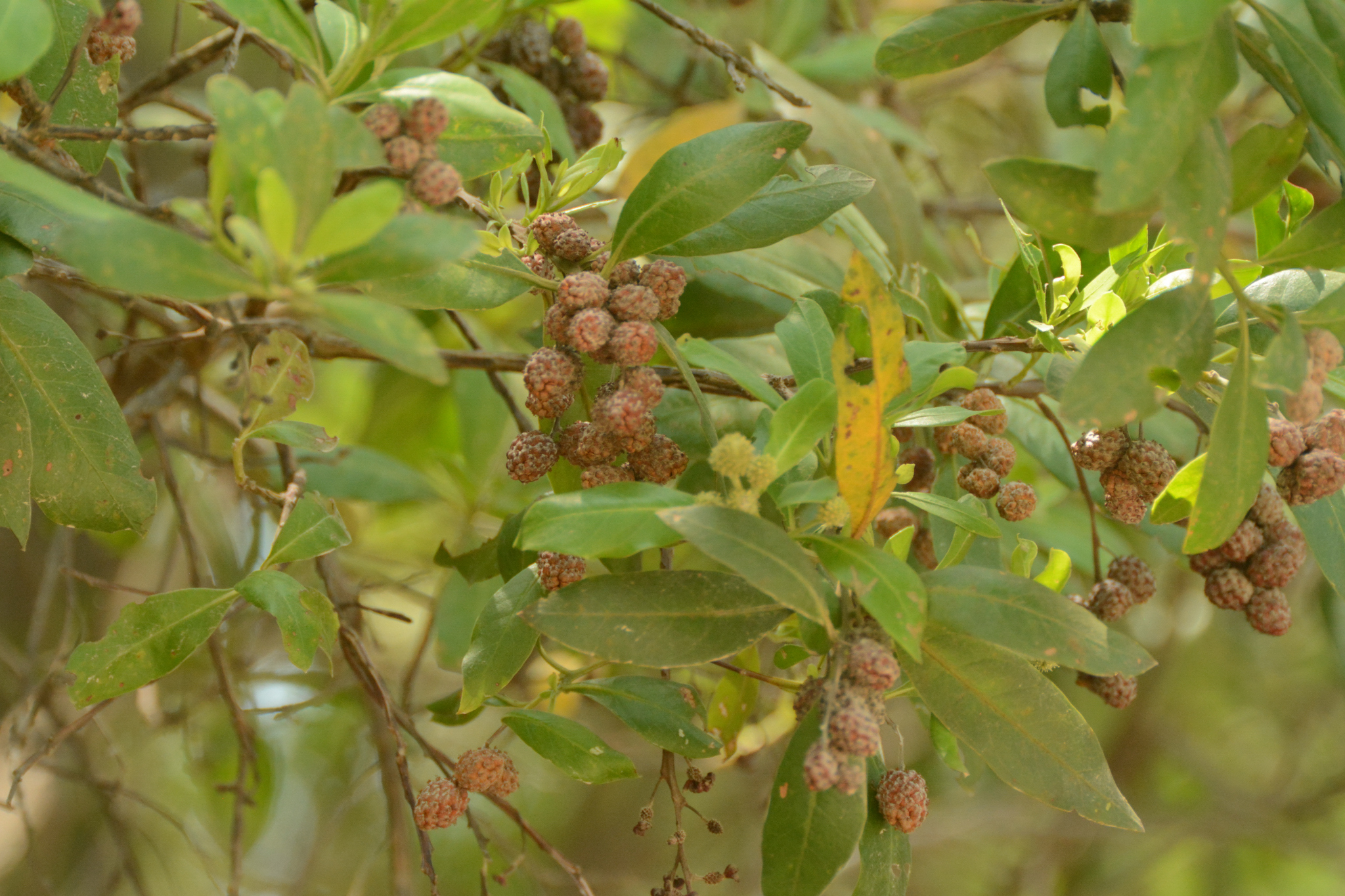 Conocarpus erectus