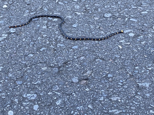 Andean Blackback Coralsnake