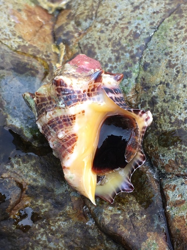Vasula speciosa