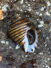 Opeatostoma pseudodon