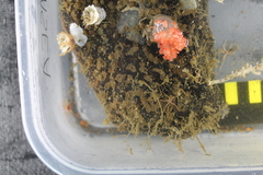 Gersemia juliepackardae