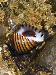 Opeatostoma pseudodon