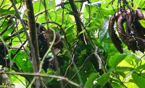 Automolus cervinigularis