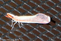 Shellenius ballii