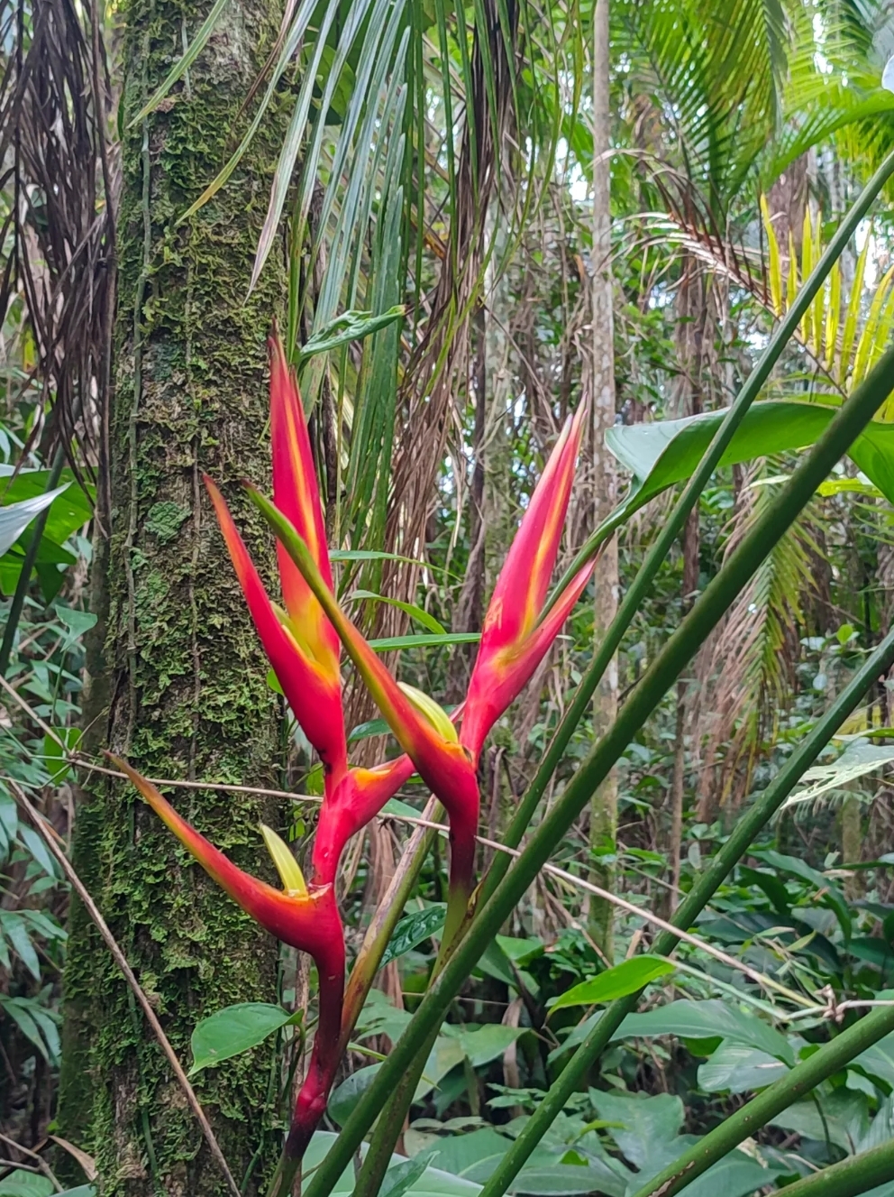 Heliconia farinosa
