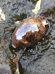 Pseudozonaria arabicula