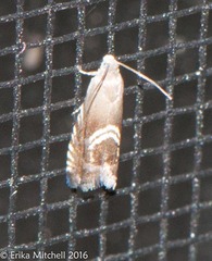 Grapholita interstinctana