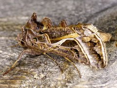 Autographa flagellum