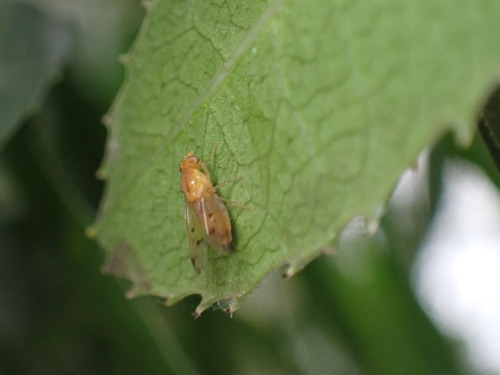 iNaturalist observation photo of Lauxaniid Flies