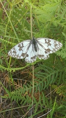 Melanargia occitanica