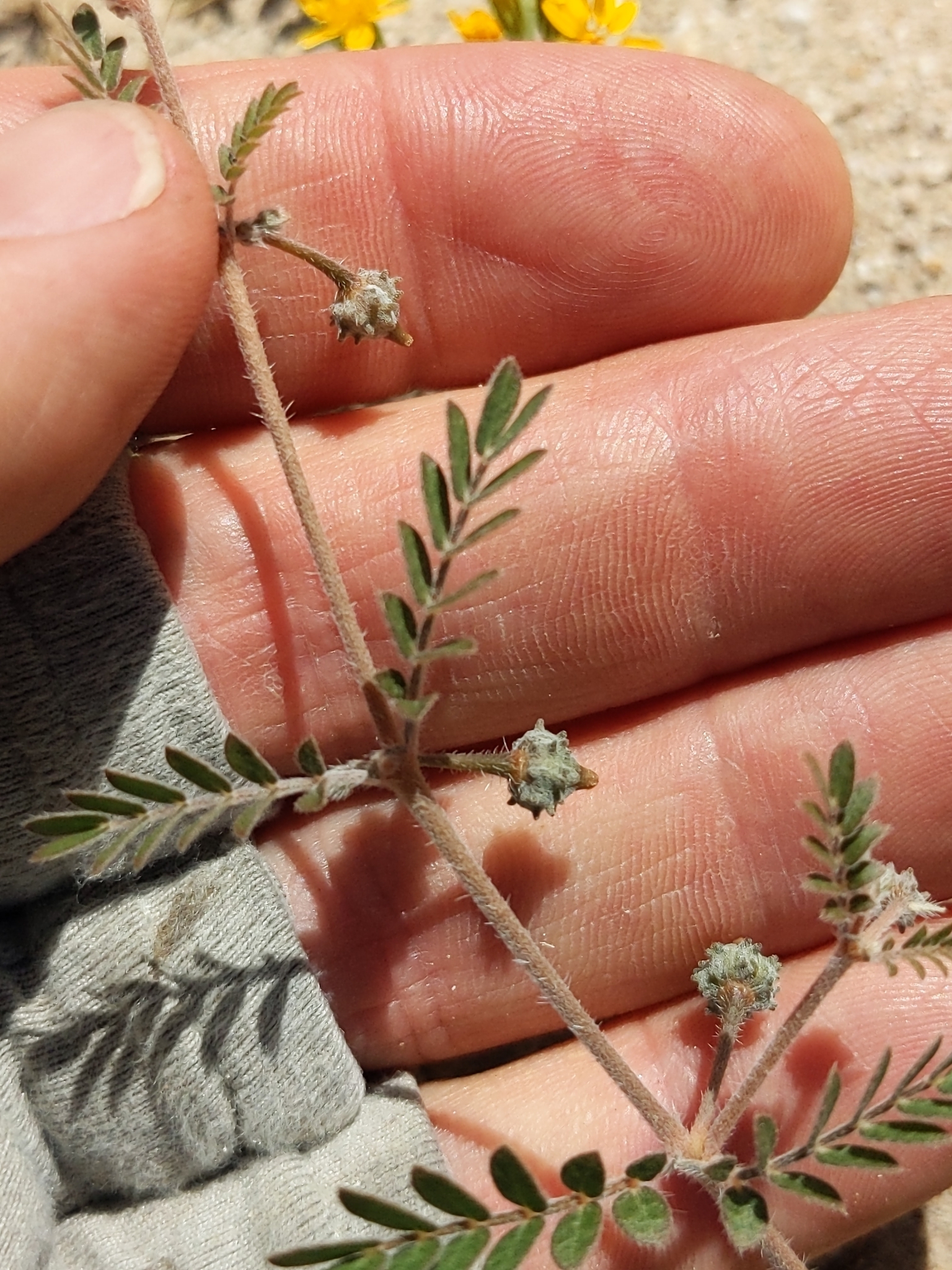 Kallstroemia californica