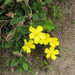 Hibbertia grossulariifolia - Photo (c) Paul Maurice, some rights reserved (CC BY-NC), uploaded by Paul Maurice