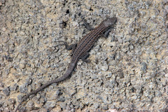 Gallotia stehlini