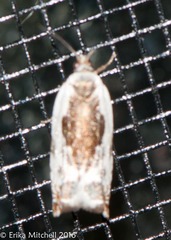 Ancylis nubeculana
