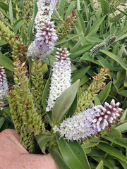 Veronica dieffenbachii