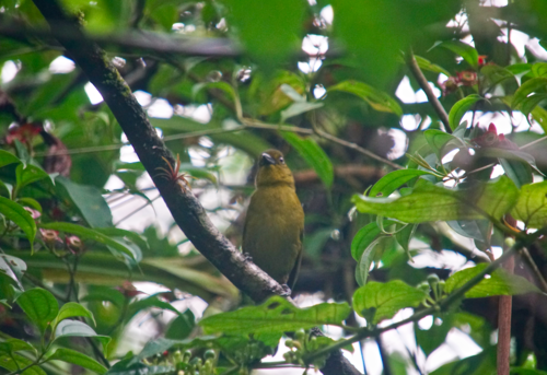 Chlorothraupis carmioli