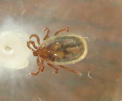 Ixodes cookei