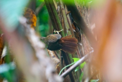 Automolus ochrolaemus