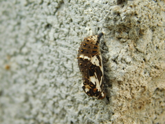 Chlosyne lacinia