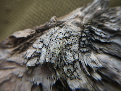 Durella