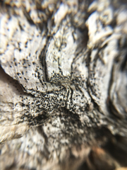 Durella