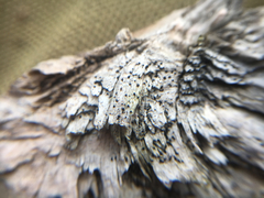 Durella
