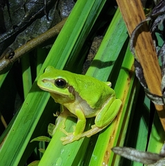 Chinese Immaculate Treefrog photo 5