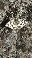 Melanargia russiae