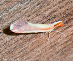 Shellenius ballii