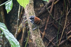 Hylophylax naevioides