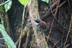 Hylophylax naevioides