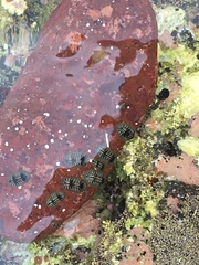 Chiton albolineatus