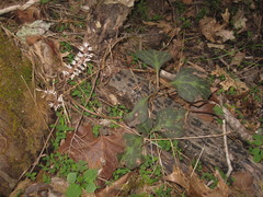 Pachysandra procumbens