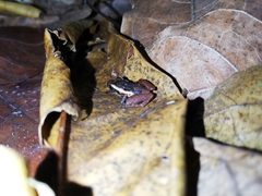 Craugastor stejnegerianus