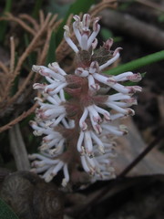 Pachysandra procumbens