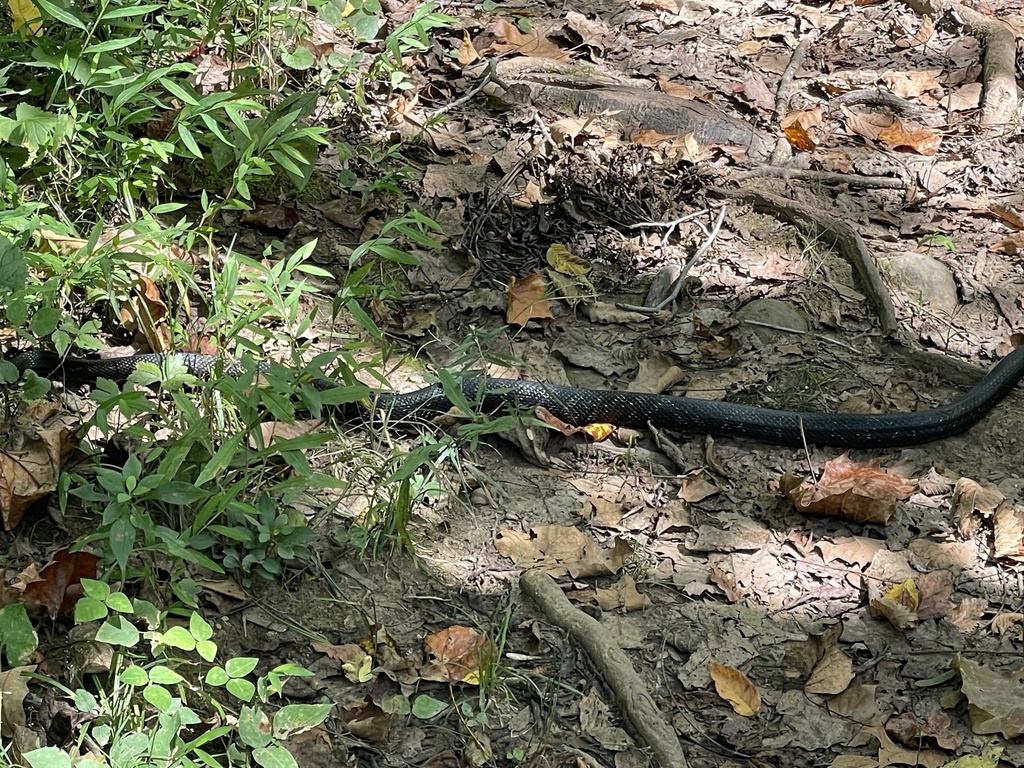 Gray Ratsnake From Island Loop Trail, Hinton, WV, US On September 21 ...